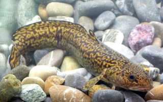 Печень налима с яйцом. Деликатес – жирная печень налима. Паштет из печени налима в домашних условиях